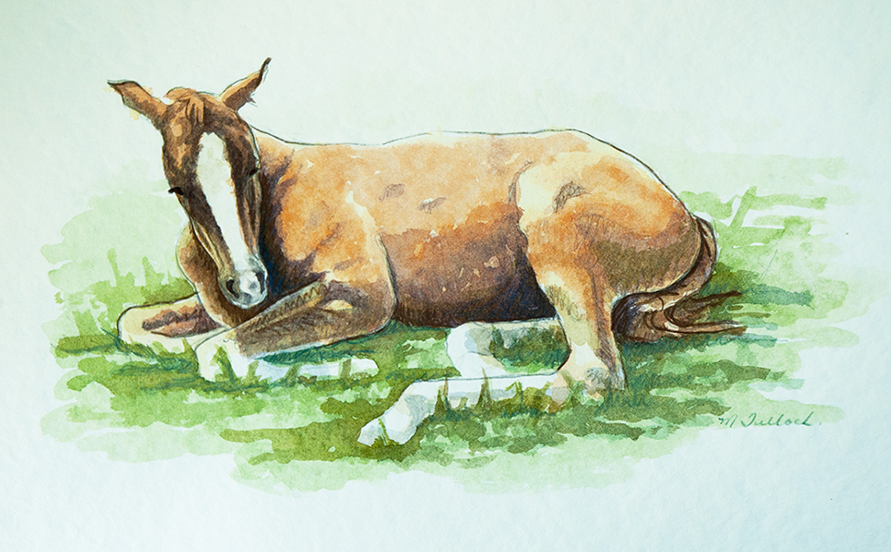 Horse_Watercolour_sm